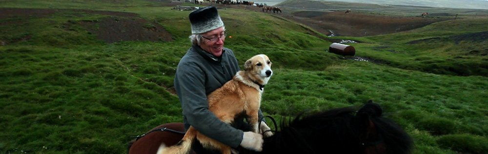 Herd In Iceland